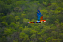 Green winged macaw (Ara chloroptera) flying, Chapada dos Guimaraes, Mato Grosso, Brazil