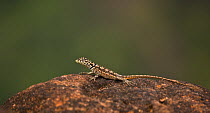 Lizard sunning on rock, Chapada dos Guimares NP, Chapada, Mato Grosso, Brazil