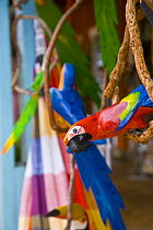 Colourful macaw gifts for sale at Parque Nacional Chapada dos Guimares, Mato Grosso, Brazil