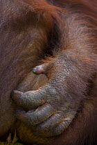 Close up of hand of Orangutan {Pong pygmaeus} Sungai Kinabatangan, Sabah, Borneo, Malaysia