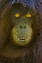 Orangutan {Pong pygmaeus} portrait with eyes closed, Sungai Kinabatangan, Sabah, Borneo, Malaysia