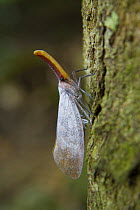 Lantern fly {Fulgora sp} Mount Kinabalu NP, Sabah, Borneo, Malaysia