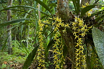 Flowering orchid {Coelogyne sp} Mount Kinabalu NP, Sabah, Borneo, Malaysia