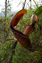 Pitcher plant {Nepenthes burbidgeae} flower, Mount Kinabalu NP, Sabah, Borneo, Malaysia