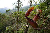 Pitcher plant {Nepenthes burbidgeae} flower, Mount Kinabalu NP, Sabah, Borneo, Malaysia  2007