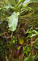 Pitcher plant {Nepenthes burbidgeae} flower in rainforest undergrowth, Mount Kinabalu NP, Sabah, Borneo, Malaysia