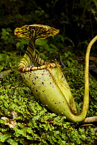 Pitcher plant (Nepenthes burbidgeae) flowering in rainforest undergrowth, Mount Kinabalu NP, Sabah, Borneo, Malaysia