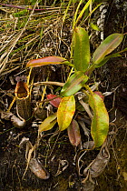 Pitcher plant (Nepenthes burbidgeae) flowering in rainforest undergrowth, Mount Kinabalu NP, Sabah, Borneo, Malaysia