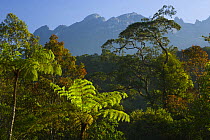 Tree fern and rainforest with Mt Kinabalu in background, Mount Kinabalu NP, Sabah, Borneo, Malaysia  2007