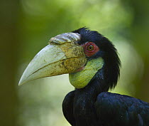 Wreathed hornbill {Rhyticeros undulatus} Mount Kinabalu NP, Sabah, Borneo, Malaysia