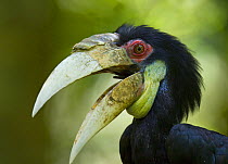 Wreathed hornbill {Rhyticeros undulatus} Mount Kinabalu NP, Sabah, Borneo, Malaysia