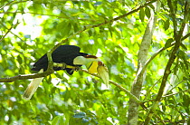 Wreathed hornbill {Rhyticeros undulatus} male perched in rainforest, Mount Kinabalu NP, Sabah, Borneo, Malaysia