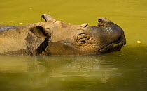 Sumatran rhinoceros (Dicerorhinus sumatrensis) wallowing in water, Mount Kinabalu NP, Sabah, Borneo, Malaysia. Captive