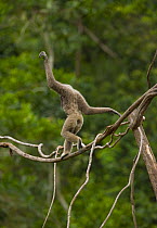 Grey gibbon (Hylobates muelleri) walking along branch, balancing, Mount Kinabalu NP, Sabah, Borneo, Malaysia
