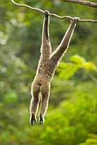 Grey gibbon (Hylobates muelleri) hanging from branch in rainforest, Mount Kinabalu NP, Sabah, Borneo, Malaysia