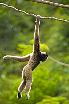 Grey gibbon (Hylobates muelleri) swinging from branch in rainforest, Mount Kinabalu NP, Sabah, Borneo, Malaysia
