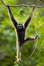 Grey gibbon (Hylobates muelleri) swinging from branch in rainforest and using foot to grip plant vine, Mount Kinabalu NP, Sabah, Borneo, Malaysia