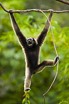 Grey gibbon (Hylobates muelleri) swinging from branch in rainforest, using foot to grip plant vine, calling, mouth open, Mount Kinabalu NP, Sabah, Borneo, Malaysia