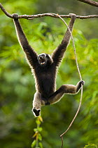 Grey gibbon (Hylobates muelleri) swinging from branch in rainforest, using foot to grip plant vine, calling, Mount Kinabalu NP, Sabah, Borneo, Malaysia