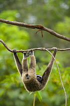 Grey gibbon (Hylobates muelleri) hanging upside-down from branch in rainforest, using feet and hands to grip plant vine, Mount Kinabalu NP, Sabah, Borneo, Malaysia