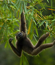 Grey gibbon (Hylobates muelleri) hanging from branch in rainforest, feeding, Mount Kinabalu NP, Sabah, Borneo, Malaysia