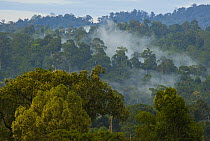 Rainforest canopy, Mount Kinabalu NP, Sabah, Borneo, Malaysia 2007
