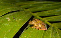 Bornean eared frog (Polypedates otilophus) mating pair, Danum Valley forest reserve, Sabah, Borneo, Malaysia