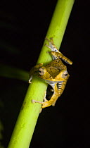 Bornean eared frog (Polypedates otilophus) Danum Valley forest reserve, Sabah, Borneo, Malaysia
