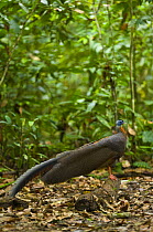 Argus pheasant / Great argus (Argusianus argus) male, Danum Valley forest reserve, Sabah, Borneo, Malaysia.