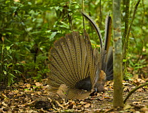 Argus pheasant / Great argus (Argusianus argus) male displaying, Danum Valley forest reserve, Sabah, Borneo, Malaysia.