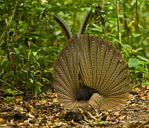 Argus pheasant / Great argus (Argusianus argus) male displaying, Danum Valley forest reserve, Sabah, Borneo, Malaysia.