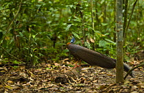Argus pheasant / Great argus (Argusianus argus) male calling, Danum Valley forest reserve, Sabah, Borneo, Malaysia.