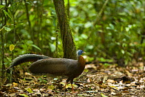 Argus pheasant / Great argus (Argusianus argus) male, Danum Valley forest reserve, Sabah, Borneo, Malaysia.