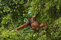 Orang utan {Pongo pymaeus} sitting on branch, reaching over to feed, Sungai Kinabatangan, Danum valley, Sabah, Borneo, Malaysia
