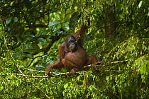 Orang utan {Pongo pymaeus} sitting on branch, resting, Sungai Kinabatangan, Danum valley, Sabah, Borneo, Malaysia