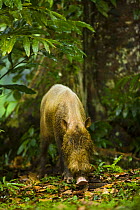 Bearded pig (Sus barbatus) in rainforest habitat, Danum valley forest reserve, Sabah, Borneo, Malaysia