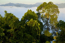 Rainforest canopy at dawn, Danum valley forest reserve, Sabah, Borneo, Malaysia 2007