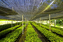 Seedling rainforest trees growing under awnings in nursery, part of the Sustainable Forest Project, Danum valley forest reserve, Sabah, Borneo, Malaysia