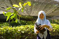 Woman collects seedling rainforest trees growing under awnings in nursery, part of the Sustainable Forest Project, Danum valley forest reserve, Sabah, Borneo, Malaysia~ 2007