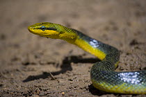 Red tailed rat snake (Gonyosoma oxycephalum) Danum Valley Forest Reserve, Sabah, Borneo, Malaysia
