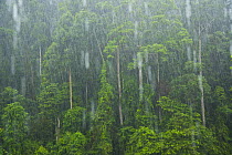 Tropical rainstorm in tropical rainforest, Danum Valley Forest Reserve, Sabah, Borneo, Malaysia 2007