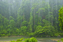 Tropical rainstorm in tropical rainforest, Danum Valley Forest Reserve, Sabah, Borneo, Malaysia 2007