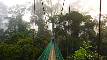Canopy walkway, rope suspension bridge, in rainforest canopy, Mount Kinabalu NP, Sabah, Borneo, Malaysia