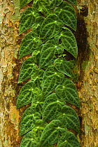 Leaves of a climbing plant, Danum Valley reserve, Sabah, Borneo, Malaysia~~ 2007