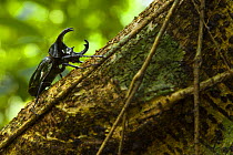 Rhinoceros beetle (Chalcosoma moellenkampi) on tree trunk, Danum Valley reserve, Sabah, Borneo, Malaysia