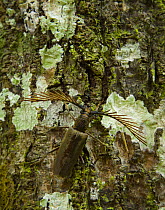 Longhorn beetle on tree trunk, Danum Valley reserve, Sabah, Borneo, Malaysia