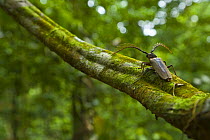 Longhorn beetle on tree trunk in rainforest habitat, Danum Valley reserve, Sabah, Borneo, Malaysia