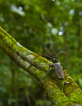 Longhorn beetle on tree trunk in rainforest habitat, Danum Valley reserve, Sabah, Borneo, Malaysia