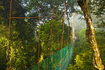 Canopy walkway through rainforest canopy, Danum Valley reserve, Sabah, Borneo, Malaysia~ 2007