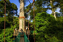Toruists on Canopy walkway and viewing balcony in rainforest canopy, Danum Valley reserve, Sabah, Borneo, Malaysia  2007